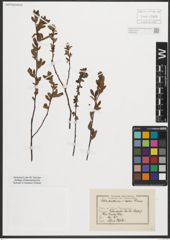 Foto von Salix purpurea L. x Salix repens L.
